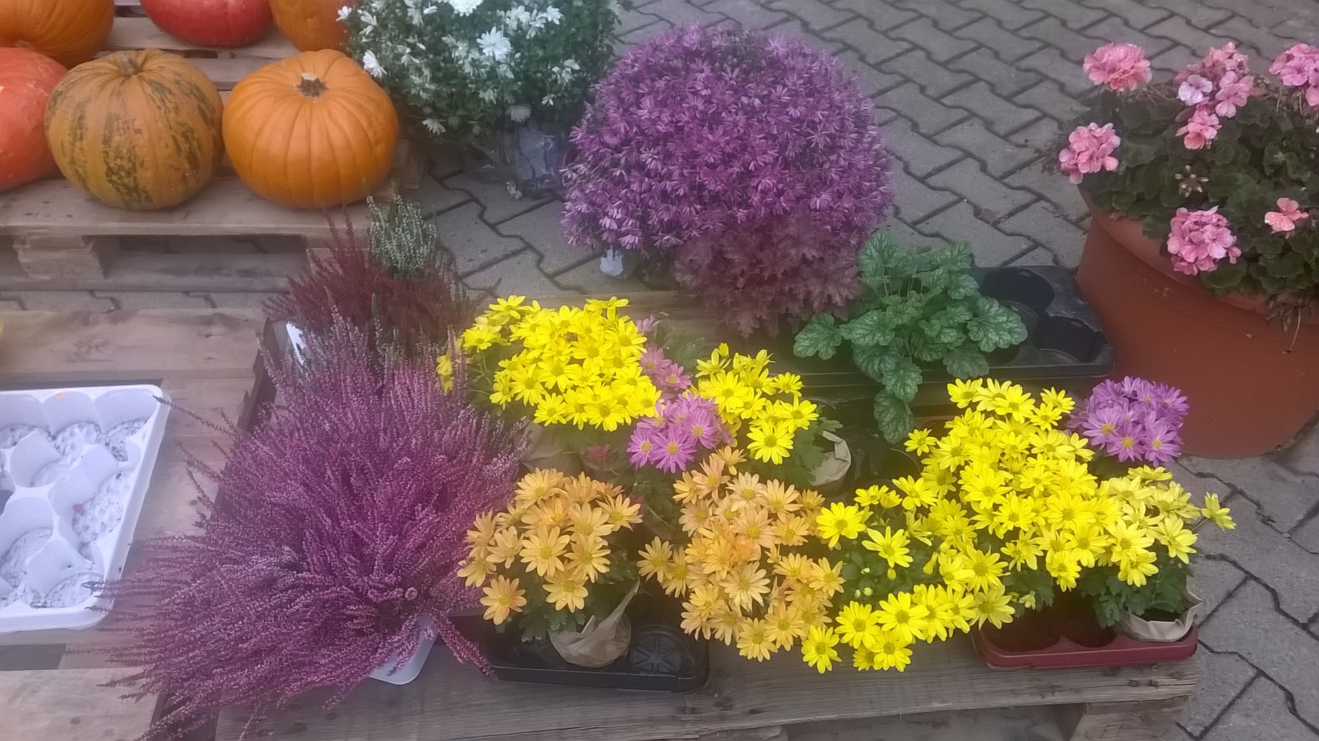 Kürbis und Herbstbepflanzung Kürbis und Herbstbepflanzung