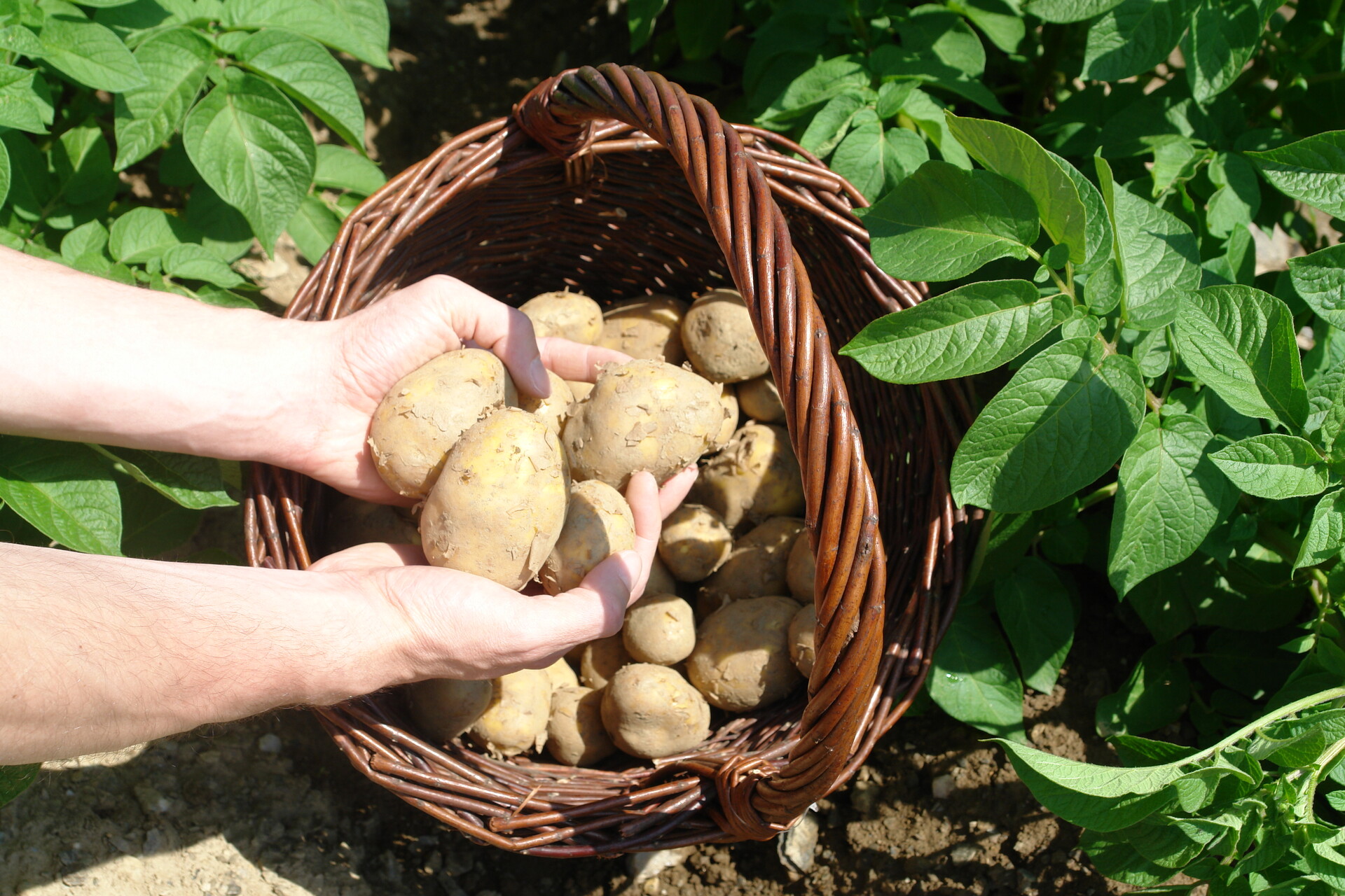 Neue Kartoffeln im Landmarkt Neue Kartoffeln im Landmarkt