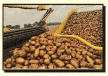 Speisekartoffeln im Verkauf